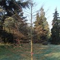 Larix kaempferi